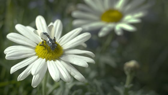 2D Animation Studios in the UK